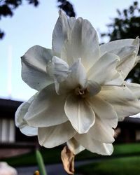 Close-up of white flowers blooming outdoors