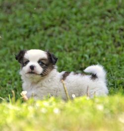 Portrait of puppy on field