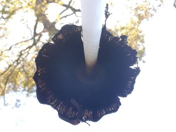 Low angle view of a bird against the sky