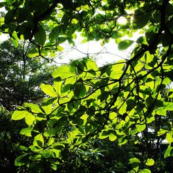 Low angle view of tree against sky