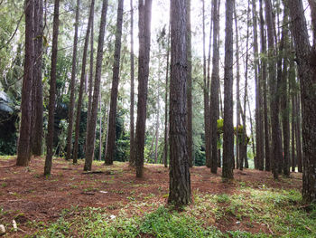 Trees in forest