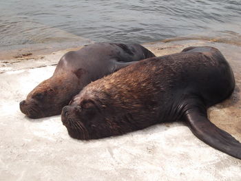 Sea lion on shore at beach