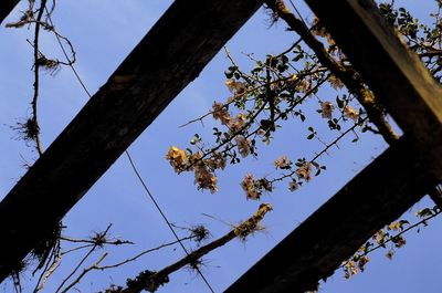 Low angle view of trees against blue sky