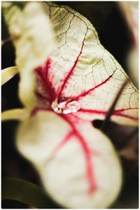 Close-up of red flowering plant