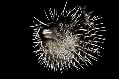 Close-up of firework display over black background