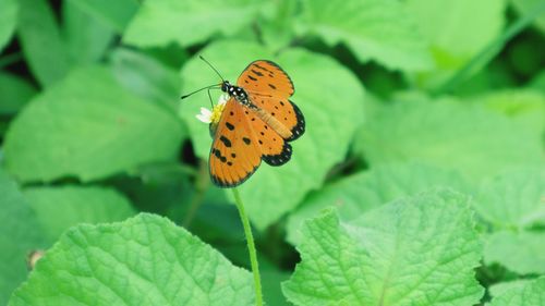 Close-up of butterfly on leaf
