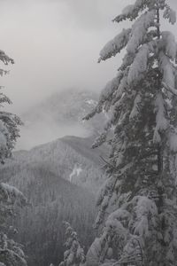 Scenic view of forest against sky during winter