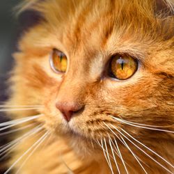 Close-up portrait of cat