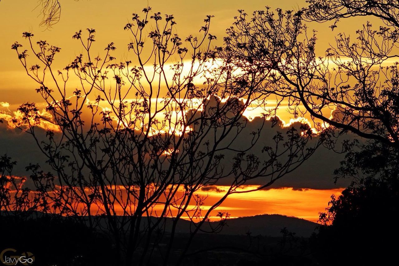 tree, sunset, orange color, branch, bare tree, beauty in nature, tranquility, nature, yellow, scenics, silhouette, sky, tranquil scene, growth, autumn, tree trunk, outdoors, idyllic, no people, season