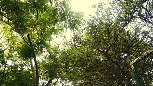 Low angle view of trees