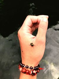Close-up of hand holding insect