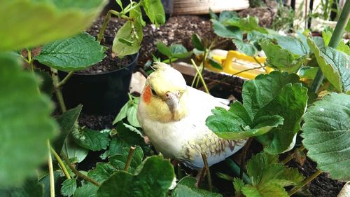 Close-up of bird perching on a plant