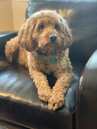 Portrait of dog lying on sofa