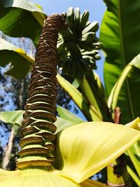 Low angle view of flowering plant