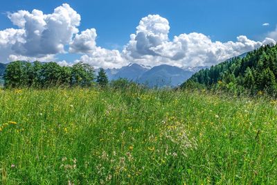 Scenic view of field against sky