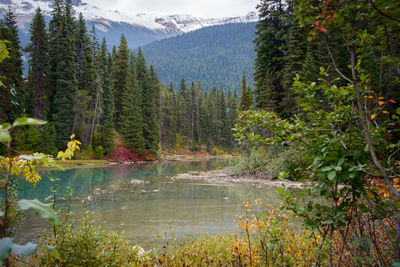 Scenic view of lake amidst trees in forest