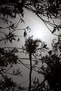 Low angle view of silhouette tree against sky at sunset