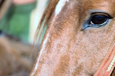 Close-up of horse