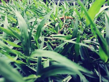 Full frame shot of plants growing on field