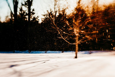 Trees on snow covered field against sky