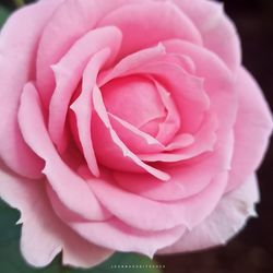 Close-up of pink rose