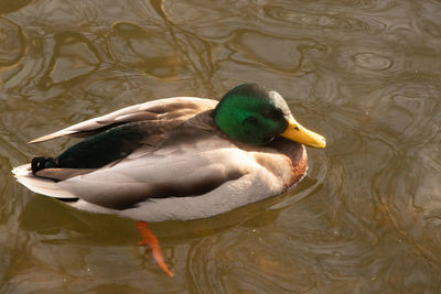 Duck swimming in a lake