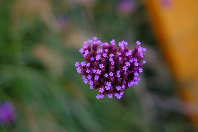 Close-up of purple flowering plant on field