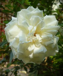 Close-up of rose blooming outdoors