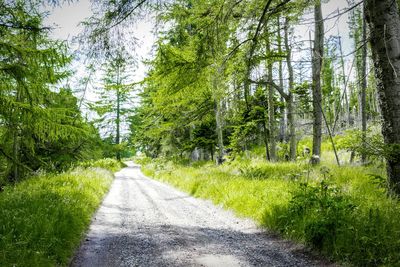 Country road along trees