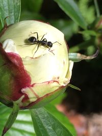 Close-up of insect on plant