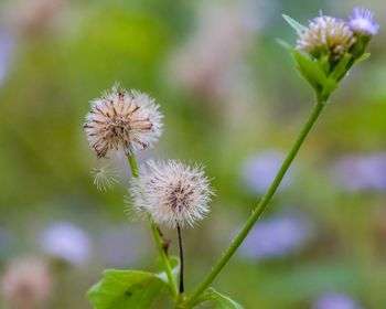 Close-up of dandelion flower