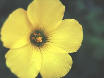 Close-up of yellow flower