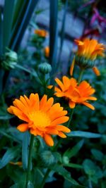 Close-up of orange flowers blooming outdoors