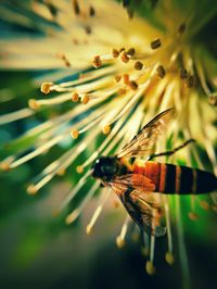 Close-up of insect on flower