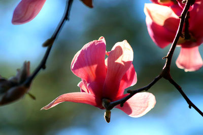 Close-up of pink flowering plant