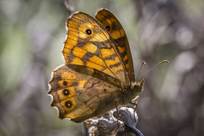 Close-up of butterfly perching outdoors
