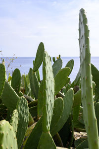 nopal