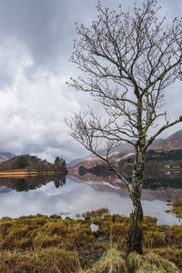 Tree by lake against sky