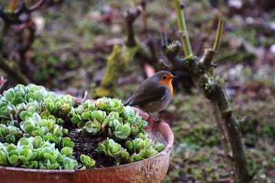 Close-up of bird perching on potted plant