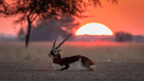 Close-up of deer