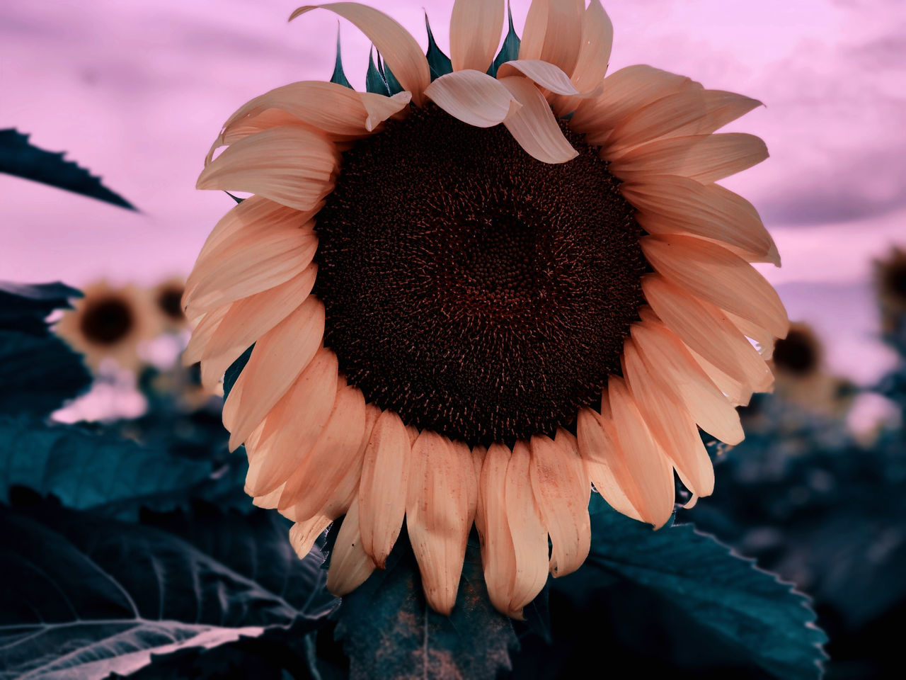 flower, plant, flowering plant, beauty in nature, nature, petal, sunflower, freshness, flower head, close-up, macro photography, growth, sky, inflorescence, fragility, outdoors, focus on foreground, cloud, no people, pollen