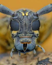 Close-up of an animal