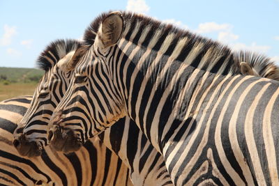 Zebras on safari 