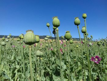 Close-up of poppies on field against clear blue sky