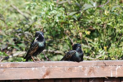 Bird perching on railing