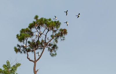 Swallow-tailed kites flock in the pine trees of naples, florida as they prepare to migrate south.