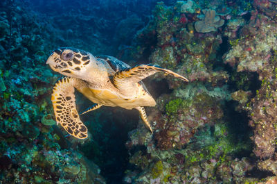 Turtle swimming in sea