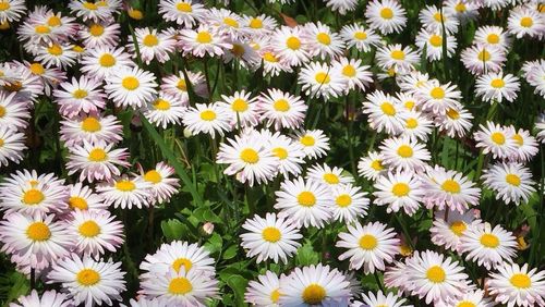 Close-up of white daisy flowers