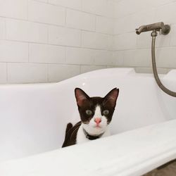 Portrait of a cat on the wall