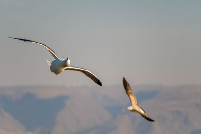 Seagull flying in the sky